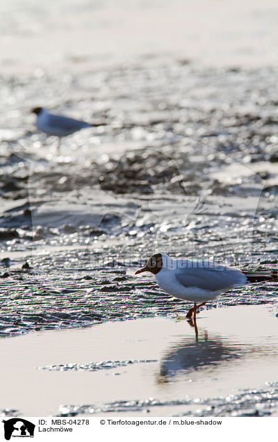 Lachmwe / common black-headed gull / MBS-04278