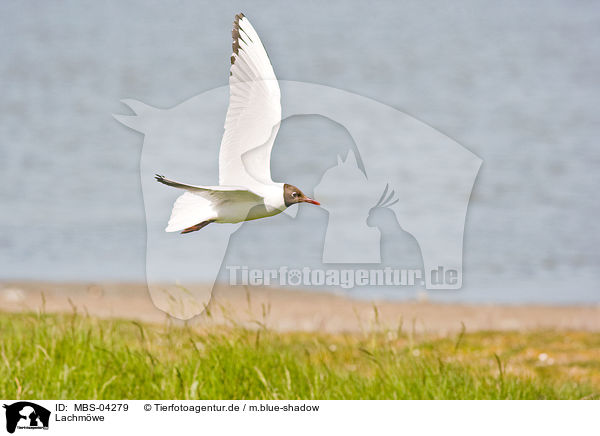 Lachmwe / common black-headed gull / MBS-04279