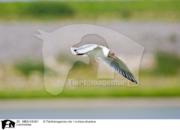 Lachmwe / common black-headed gull / MBS-04281