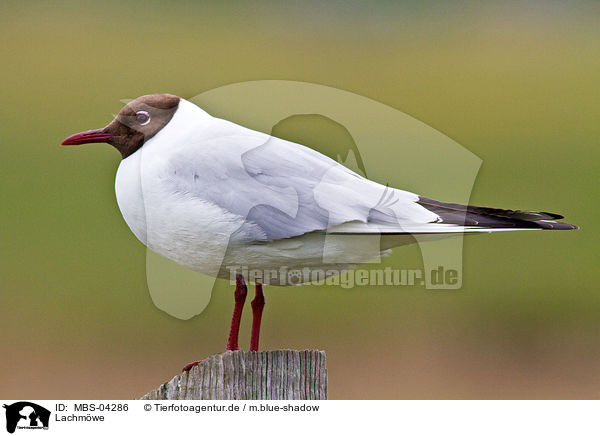 Lachmwe / common black-headed gull / MBS-04286