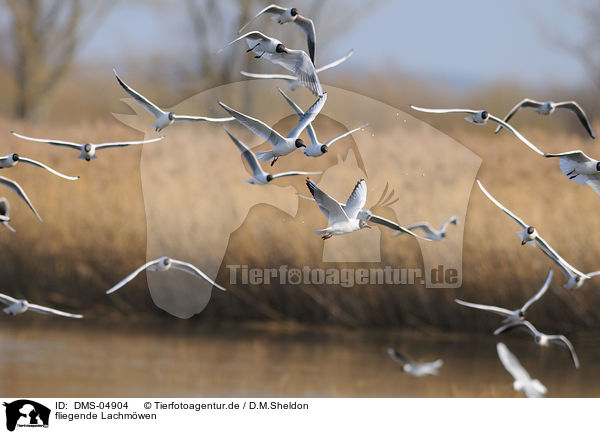 fliegende Lachmwen / DMS-04904