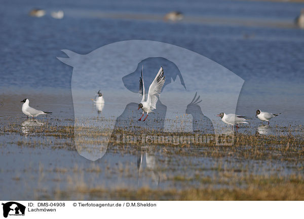 Lachmwen / black-headed gulls / DMS-04908