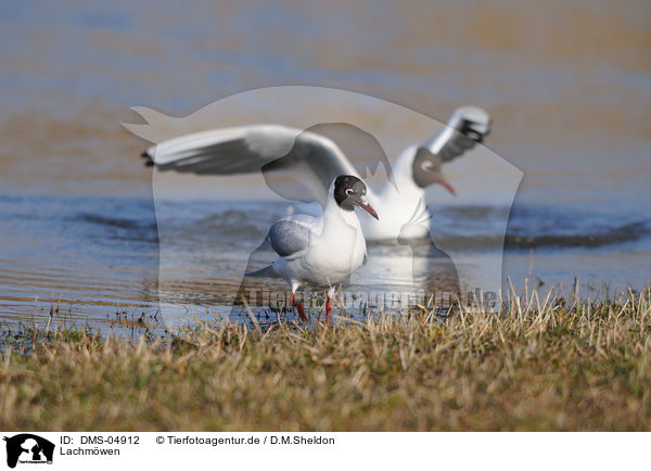 Lachmwen / black-headed gulls / DMS-04912
