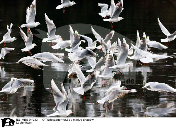 Lachm�wen / mire crows / MBS-04933