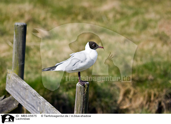 Lachmwe / MBS-05675