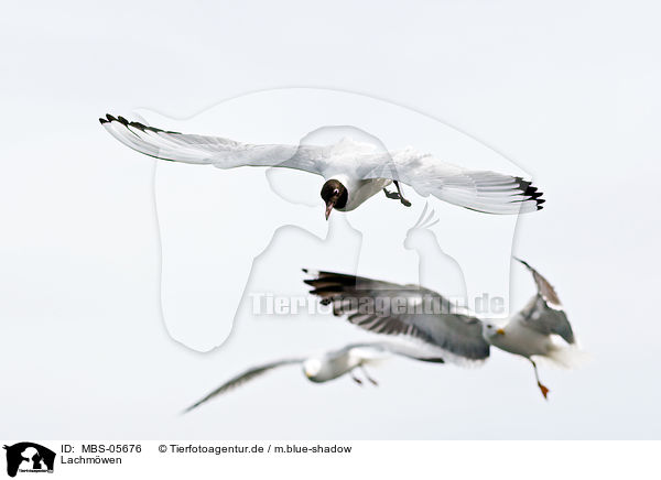 Lachmwen / common black-headed gulls / MBS-05676