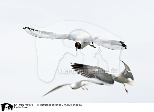 Lachmwen / MBS-05676
