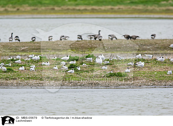 Lachmwen / common black-headed gulls / MBS-05679