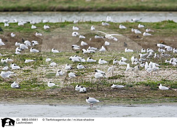 Lachmwen / common black-headed gulls / MBS-05681