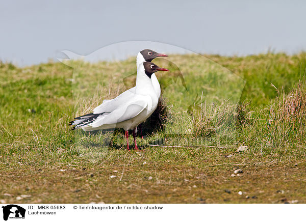 Lachmwen / common black-headed gulls / MBS-05683