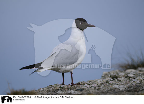 Lachmwe / common black-headed gull / DMS-07204