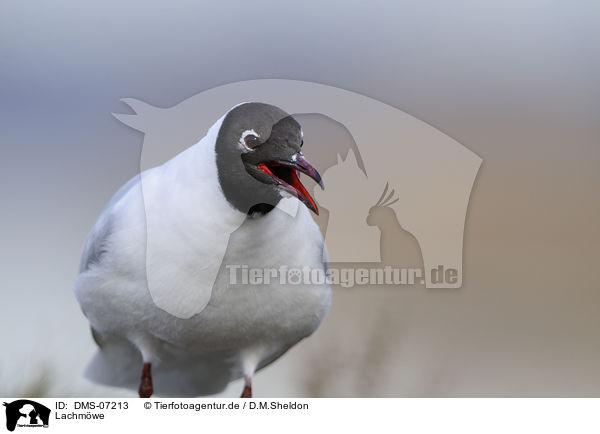 Lachmwe / common black-headed gull / DMS-07213