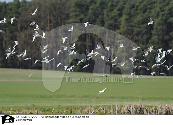 Lachmwen / common black-headed gulls / DMS-07220