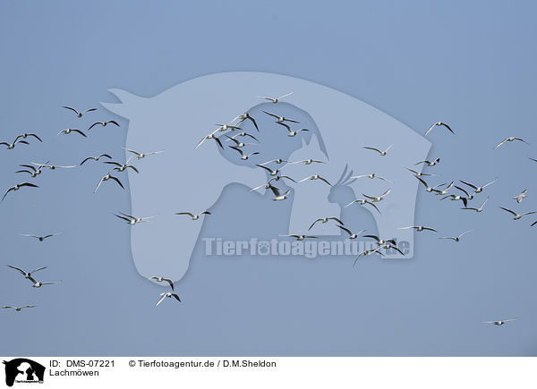 Lachmwen / common black-headed gulls / DMS-07221