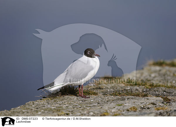 Lachmwe / common black-headed gull / DMS-07223