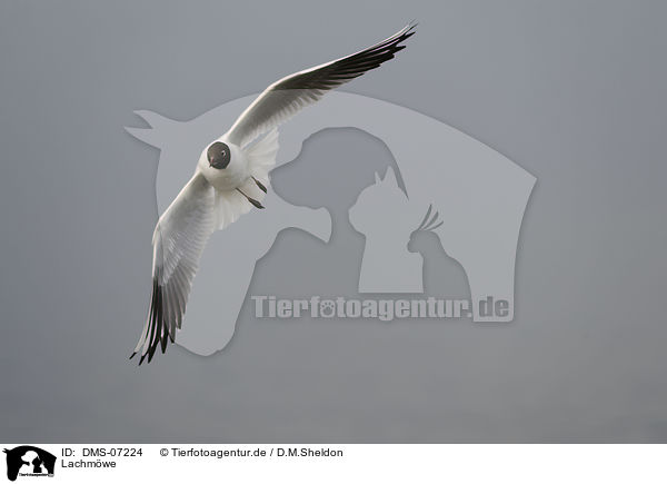 Lachmwe / common black-headed gull / DMS-07224