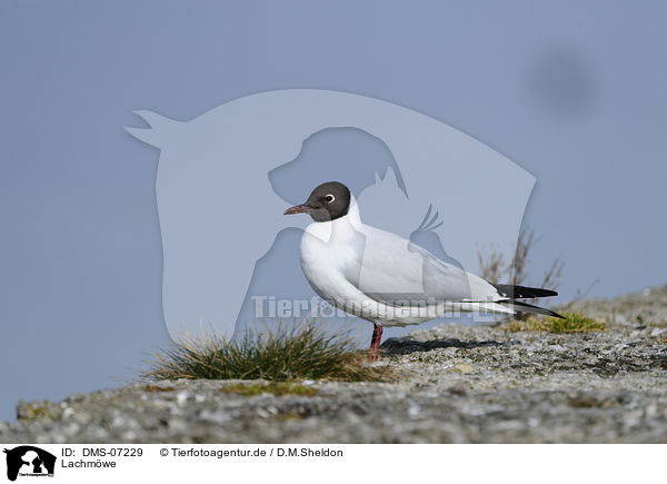 Lachmwe / common black-headed gull / DMS-07229