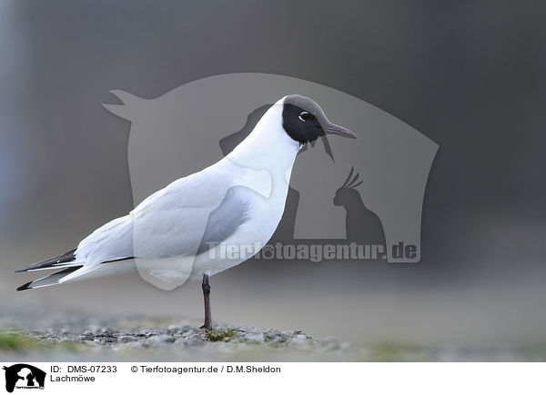 Lachmwe / common black-headed gull / DMS-07233