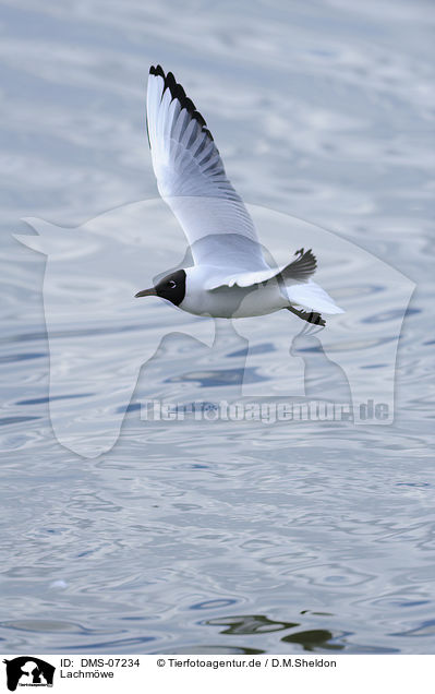 Lachmwe / common black-headed gull / DMS-07234