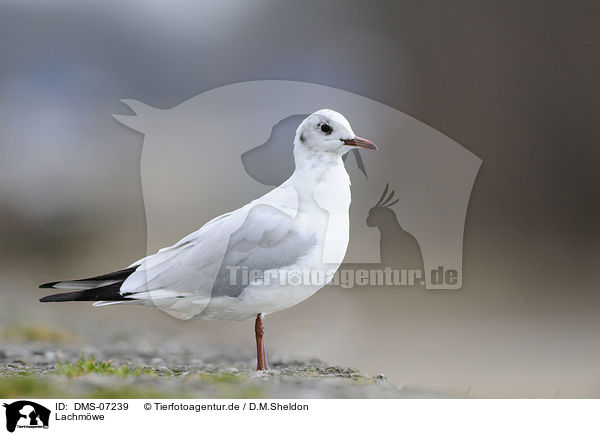 Lachmwe / common black-headed gull / DMS-07239