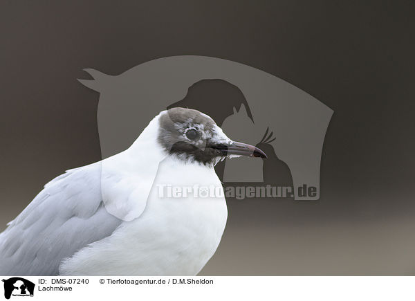 Lachmwe / common black-headed gull / DMS-07240