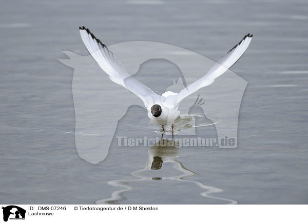 Lachmwe / common black-headed gull / DMS-07246
