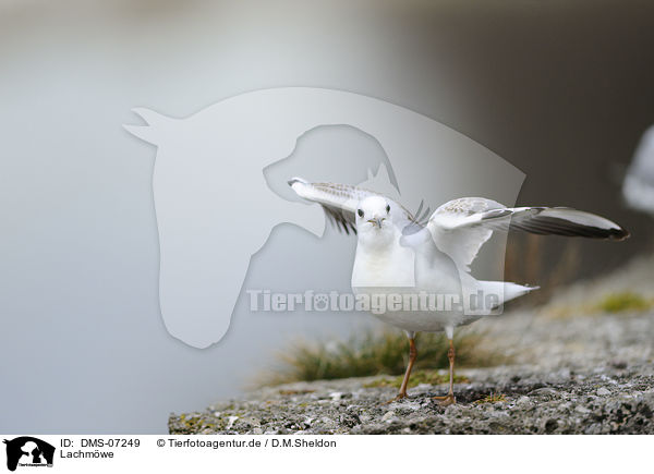 Lachmwe / common black-headed gull / DMS-07249