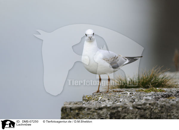 Lachmwe / common black-headed gull / DMS-07250