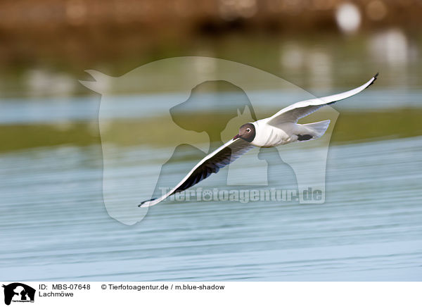 Lachmwe / common black-headed gull / MBS-07648