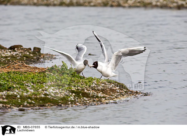 Lachmwen / common black-headed gulls / MBS-07655