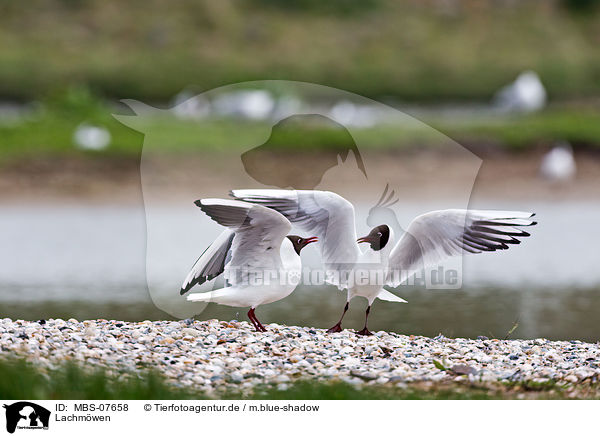 Lachmwen / common black-headed gulls / MBS-07658