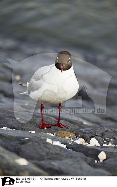Lachmwe / black-headed gull / WS-05151