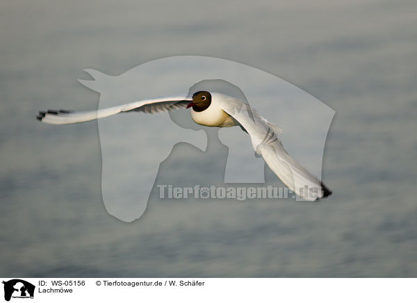 Lachmwe / black-headed gull / WS-05156