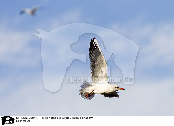 Lachmwe / MBS-08844
