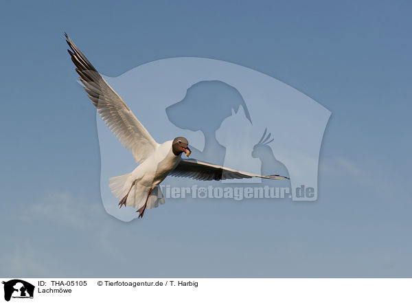 Lachmwe / THA-05105