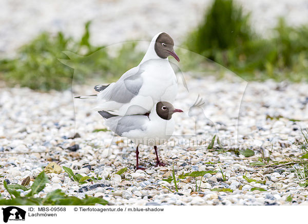 Lachmwen / common black-headed gulls / MBS-09568