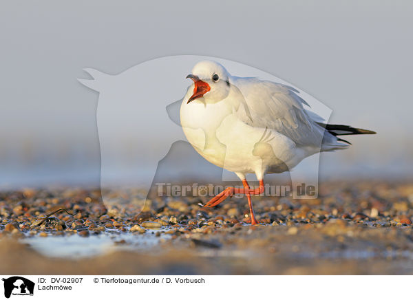 Lachmwe / common black-headed gull / DV-02907
