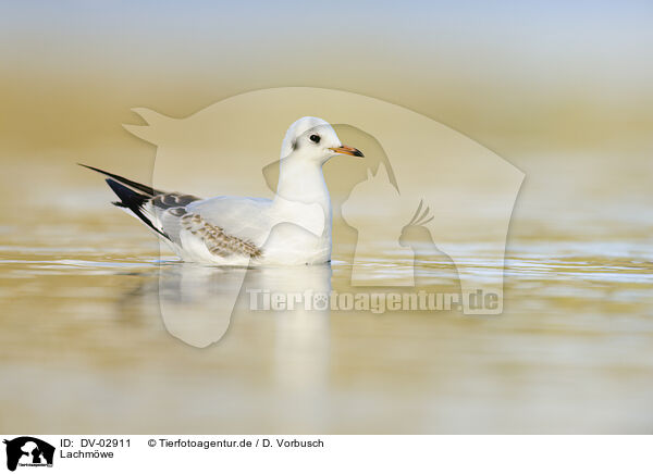 Lachmwe / common black-headed gull / DV-02911