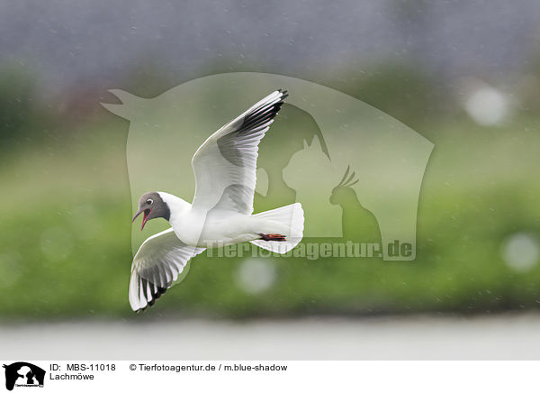 Lachmwe / common black-headed gull / MBS-11018