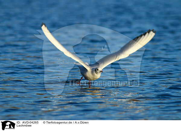 Lachmwe / common black-headed gull / AVD-04265