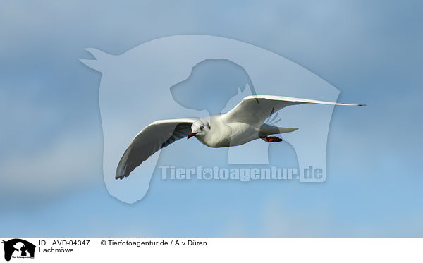 Lachmwe / common black-headed gull / AVD-04347