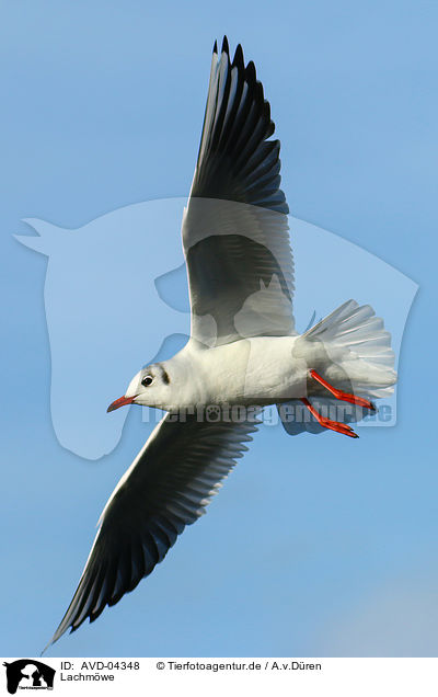 Lachmwe / common black-headed gull / AVD-04348