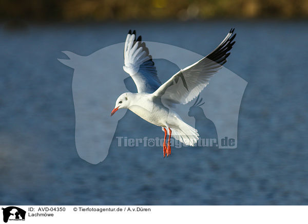 Lachmwe / common black-headed gull / AVD-04350