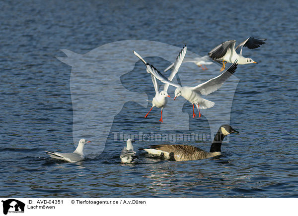 Lachmwen / common black-headed gulls / AVD-04351