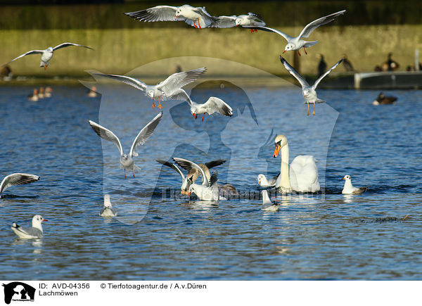 Lachmwen / common black-headed gulls / AVD-04356
