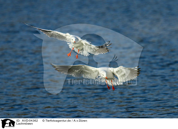 Lachmwen / common black-headed gulls / AVD-04362