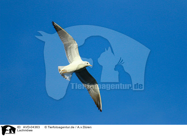 Lachmwe / common black-headed gull / AVD-04363