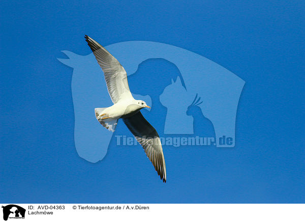 Lachmwe / AVD-04363