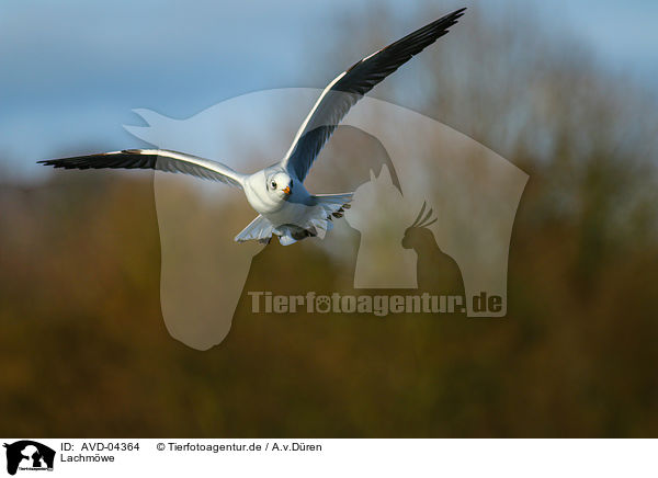 Lachmwe / common black-headed gull / AVD-04364
