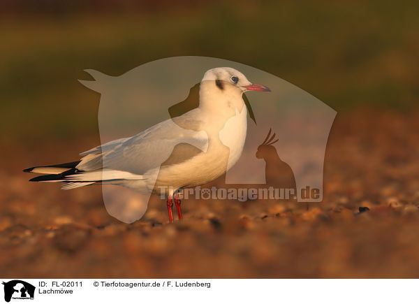 Lachmwe / common black-headed gull / FL-02011